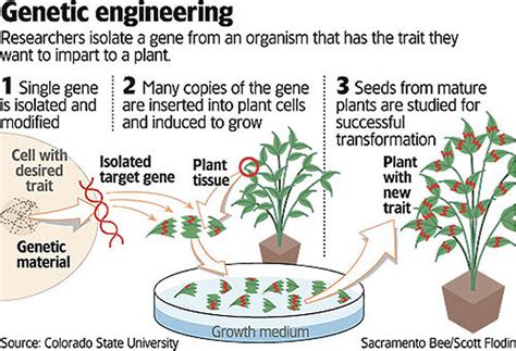 what is gm crops.